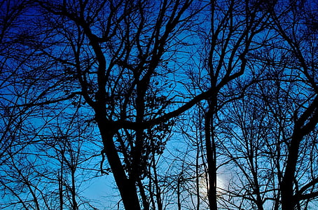 winter, bomen, silhouet, zonsondergang, blauw, zwart, cool