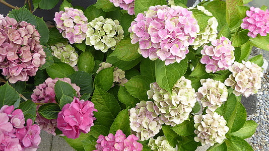 hydrangeas, flowers, pink, garden, nature, beautiful, plant