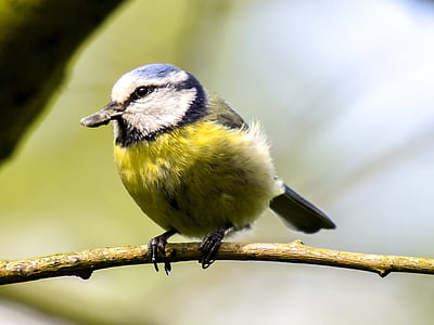 μπλε tit, tit, πουλί, Songbird, κήπου πουλιών, φύση, ζώο