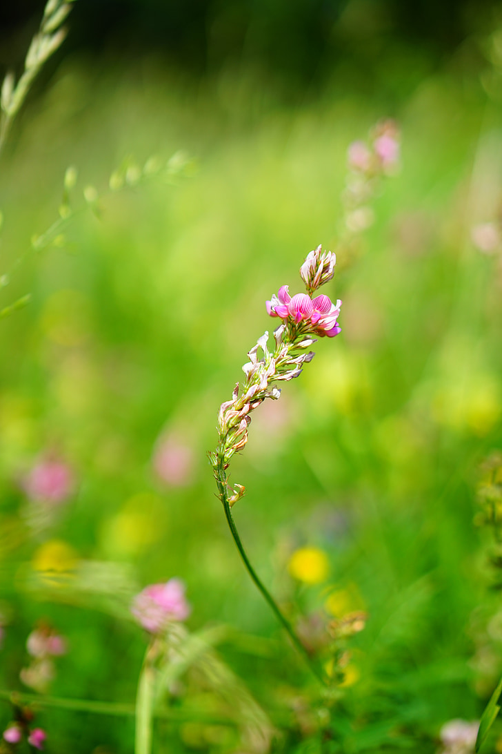 sainfoin, flower, blossom, bloom, pink, onobrychis, sulla