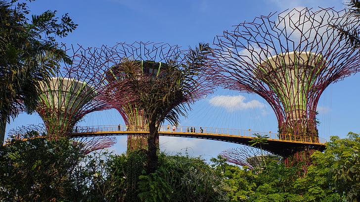 Singapore, träd, Bay