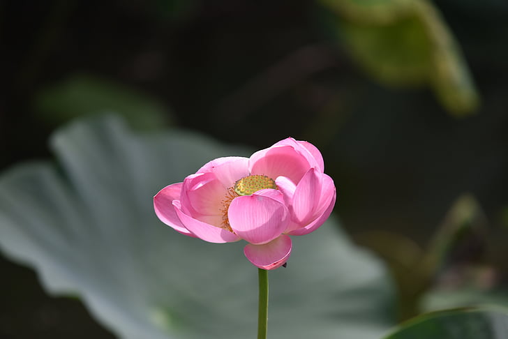 flowers, plant, lotus, pond, aquatic plant, nature, pink Color