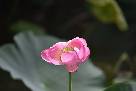 fiori, pianta, Lotus, stagno, pianta acquatica, natura, colore rosa