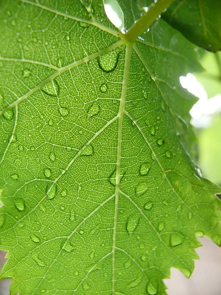 grape, leaf, dew, droplet, water, green