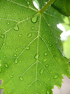 grape, leaf, dew, droplet, water, green
