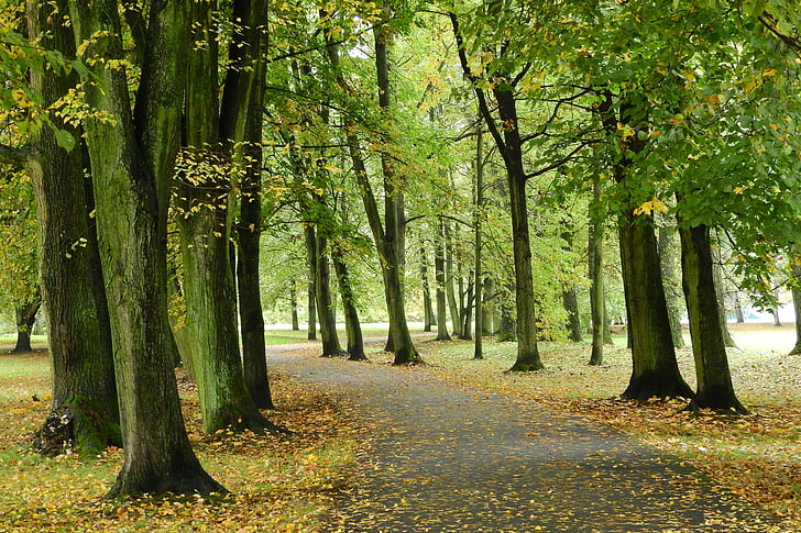 Park, sökvägen i parken, gränd, hösten, Stromovka, Tjeckiska budejovice