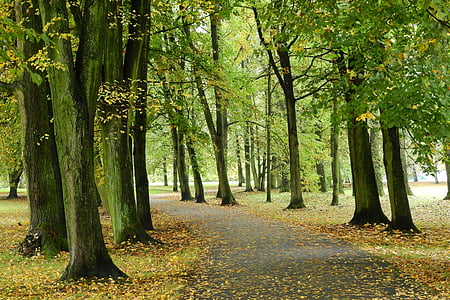 Park, sti i parken, gyde, efterår, Stromovka, Tjekkiske budejovice