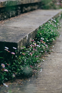 Flora, flores, grama, terreno, ao ar livre, escadas, pedra