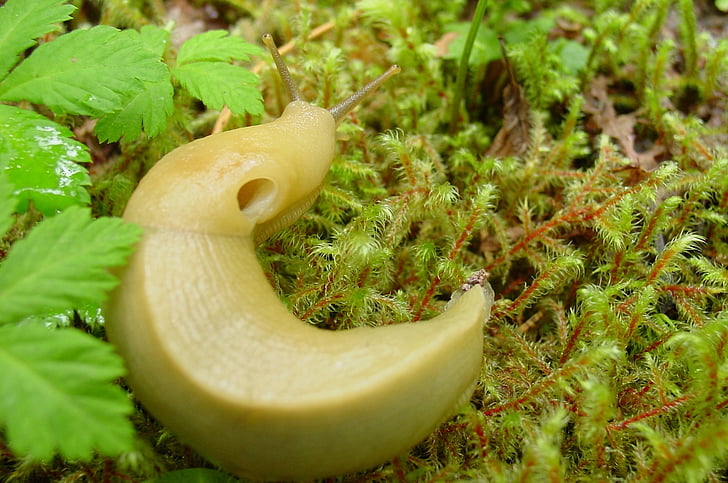 banana slug, wilderness, nature, gastropod, macro, forest, ground