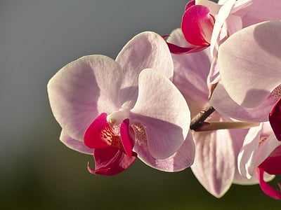 Orchid, blomma, Flora, Florist, Anläggningen, härlig, naturen
