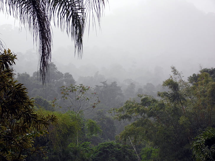 tåge, jungle, skov, savværk, skyer, træer, grøn