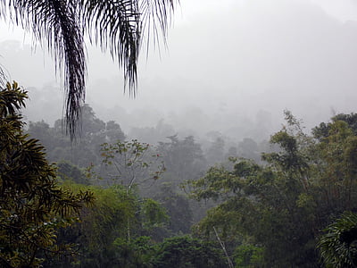 mlha, džungle, Les, Pile, mraky, stromy, zelená
