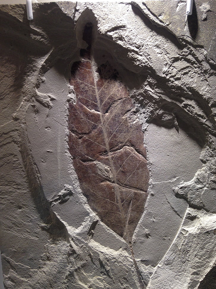 fossil, leaf, stone