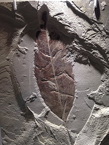 fosilā, Leaf, akmens