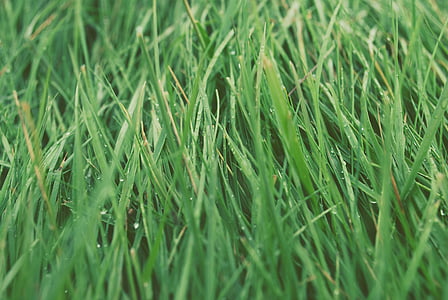 dew, grass, lawn, meadow, morning, nature, backgrounds