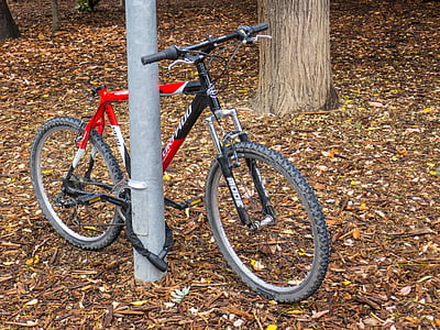 dviratis, medis, dviratis, senas, dviratininkas, pakabinama spyna, rudenį