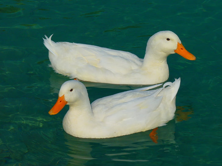 patka, bijeli, patke, životinja, vode