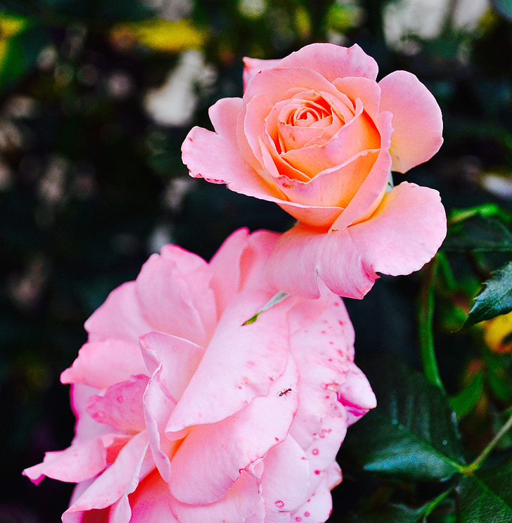 rose, pink, flower, petal, floral, natural, botanical