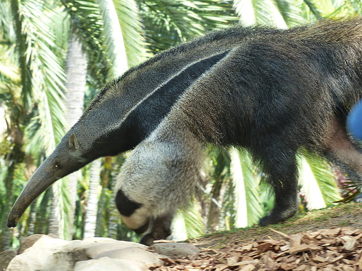 anteater ยักษ์, สัตว์, myrmecophaga tridactyla, anteater, จมูก, vermilingua, เลี้ยงลูกด้วยนม