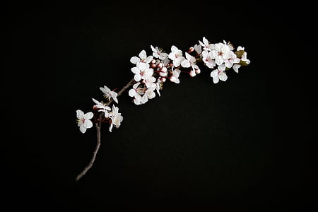 cherry blossom, cherry twig, cherry petals, nature, branch, blossom, spring