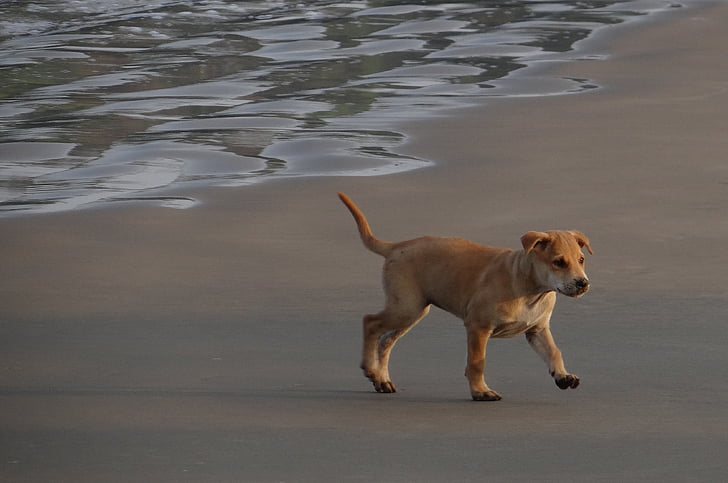 köpek yavrusu, plaj, kum, oynarken, evde beslenen hayvan, köpek, hayvan