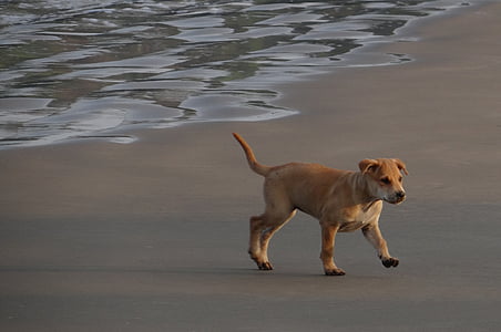 cucciolo, spiaggia, sabbia, giocare, animale domestico, cane, animale