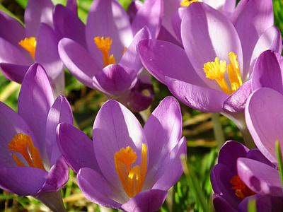 viola, Crocus, fiori, floreale, primavera, giardino, natura