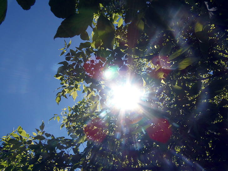 葉, 光, ローアングルのショット, 太陽, 日光, ツリー, パブリック ドメインの画像