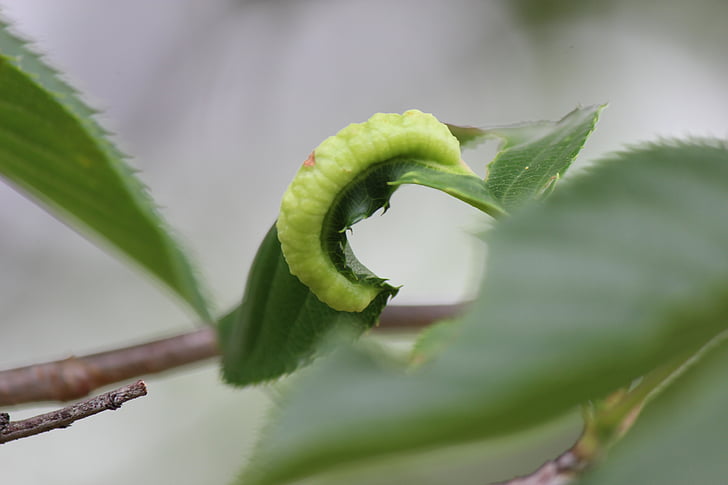 hornworm, hmyzu, Zelená
