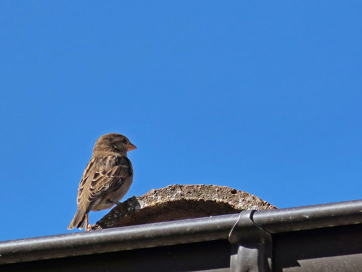Sparrow, střecha, obloha, pták