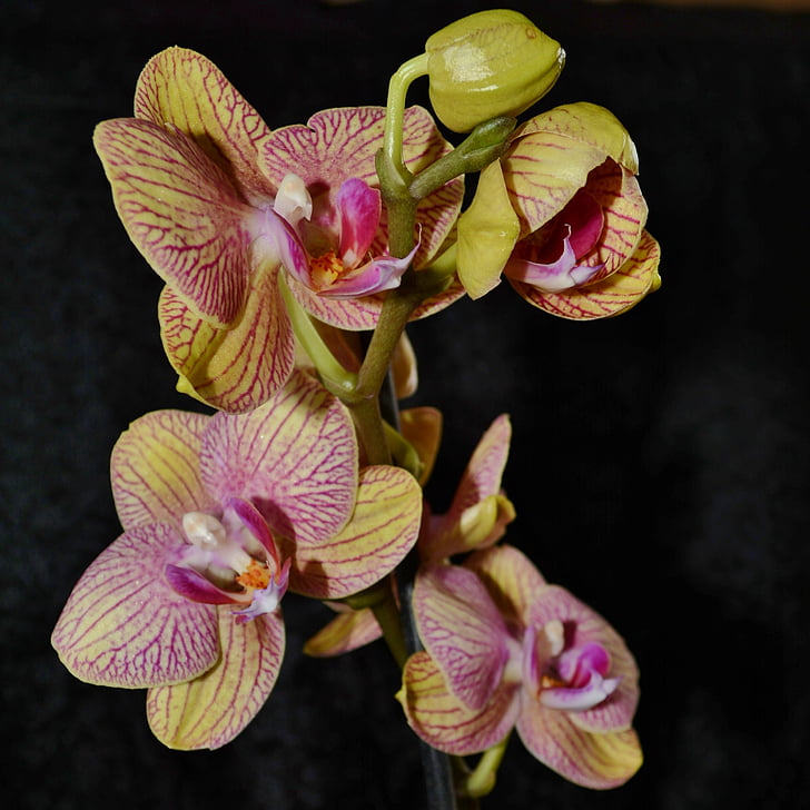Orchid, bloem, geel, Bud, Bloom, abstract, Petal