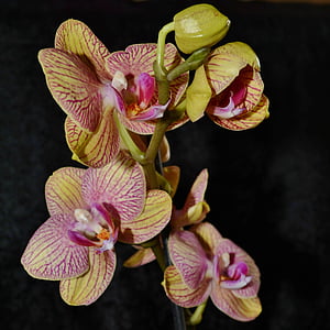 Orchid, blomma, gul, knopp, Bloom, abstrakt, kronblad