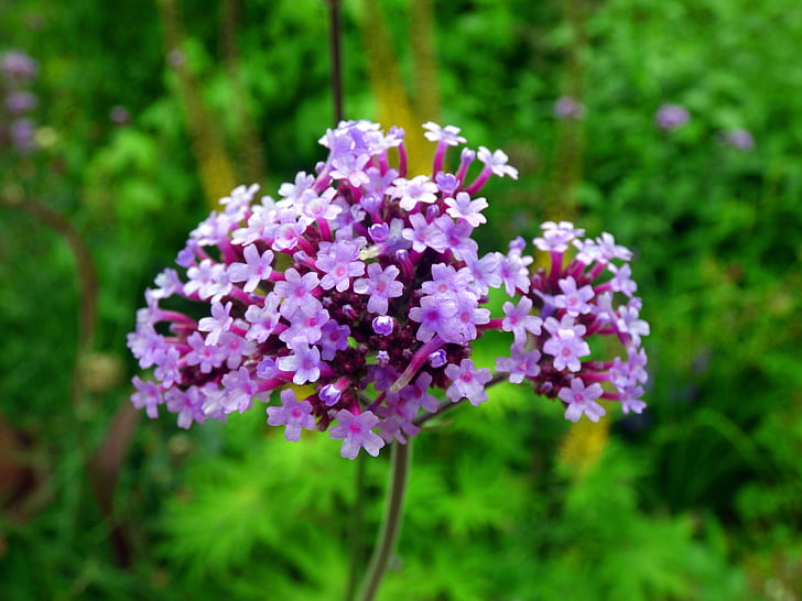 Verbena de Argentina, flor, floración, Verbena, flor, púrpura, violeta