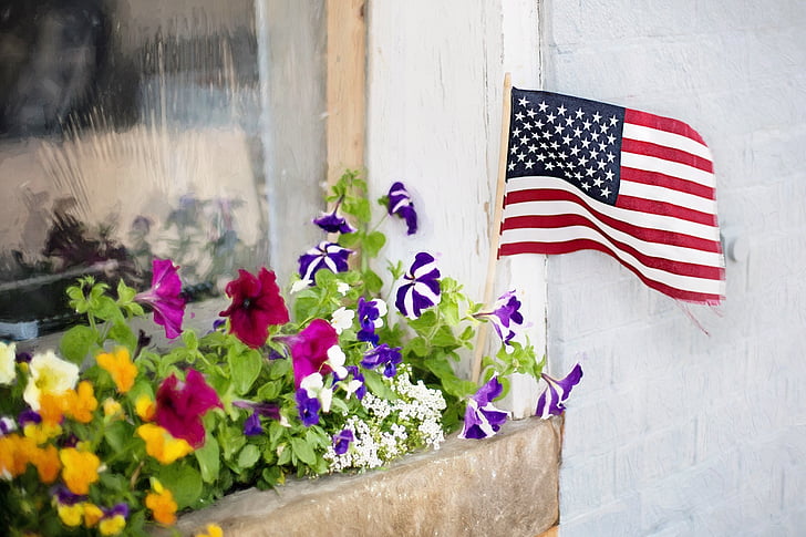 fjerde juli, blomster, Plantekrybben, vindue, patriotisme, amerikansk, ferie