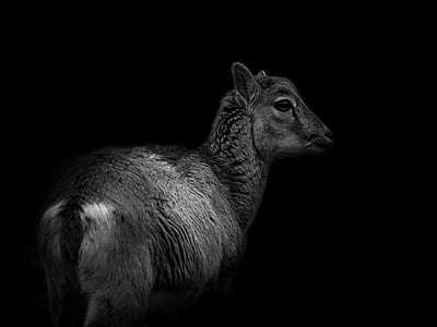 black and white, wild, nature, roe deer, forest, hirsch