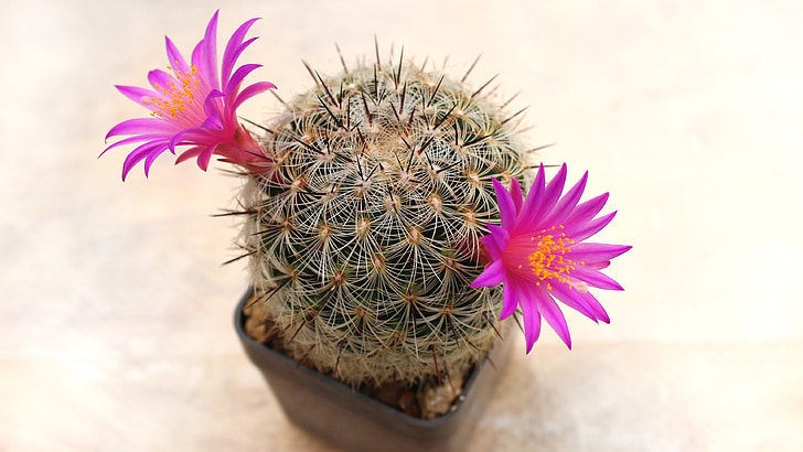 Cactus, fiore, pianta, sukulent, Mammillaria dodsonii, fioritura, Flora