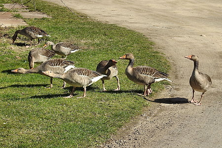 wild geese, grey geese, geese, poultry, water bird, migratory bird, meadow