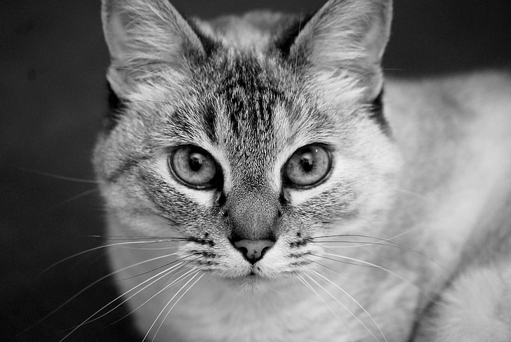 chat, Portrait, noir et blanc, félin, yeux, animal de compagnie
