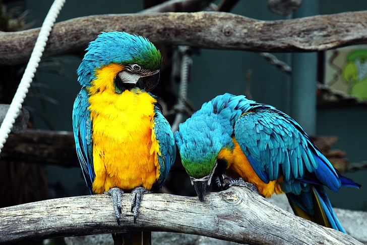 zils un dzeltens parrots, Papagaiļi, putni, krāsains, spalvas, tupēja, tropu
