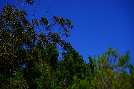 bosque, Scrub, Brezo del árbol, árbol del laurel, bosque de laurisilva, membranas de Anaga, Parque rural de anaga