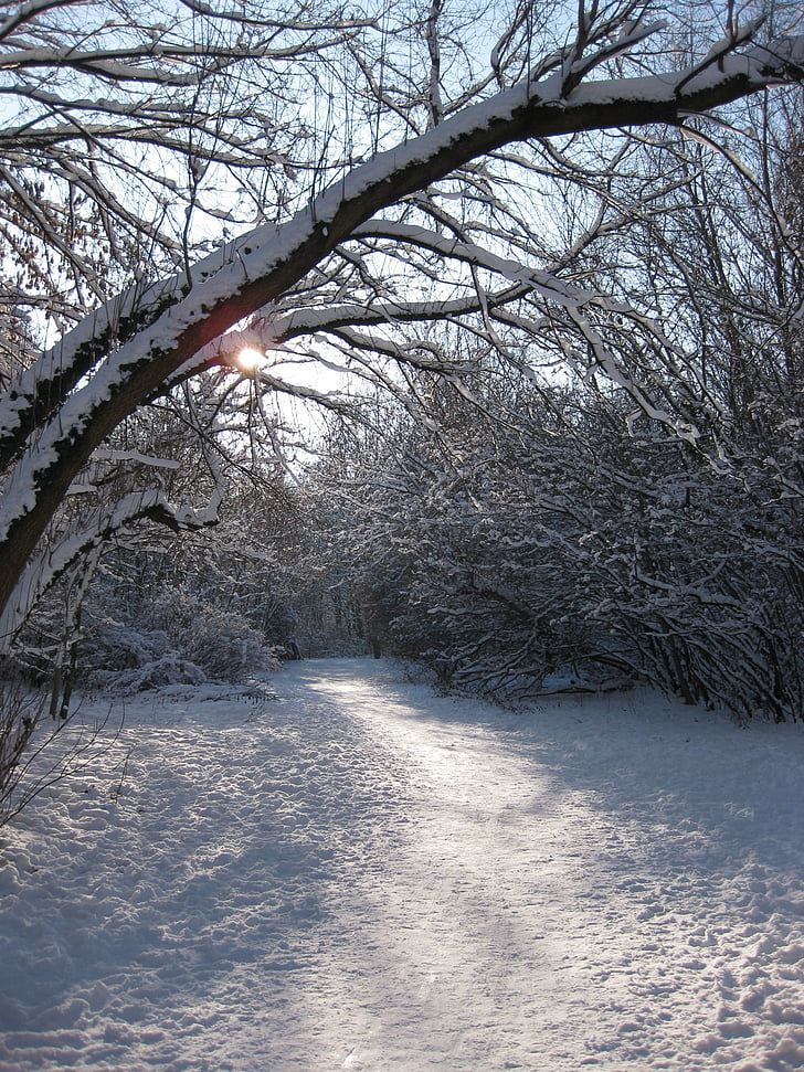 l'hivern forma, bosc, l'hivern, torna la llum, distància