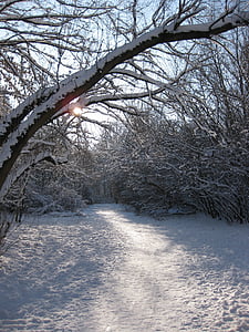 Vinter måte, skog, Vinter, tilbake lys, unna