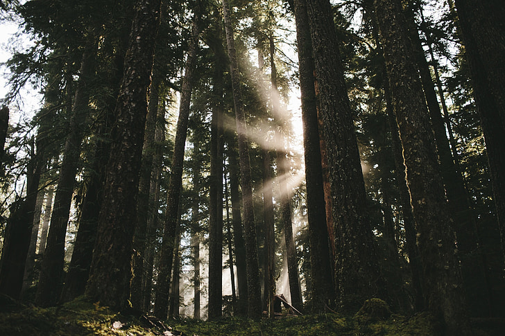 trees, forest, woods, nature, sunlight