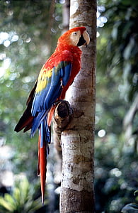 ara, bird, parrot, colorful, tropical, animal, macaw