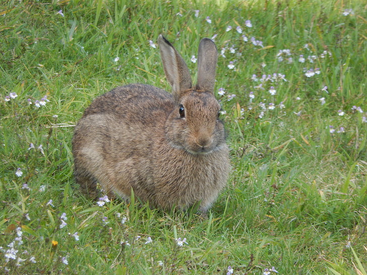 wild rabbit, animal, nature