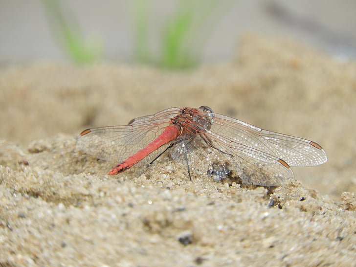 Dragonfly, křídlo, hmyz, písek, oranžová