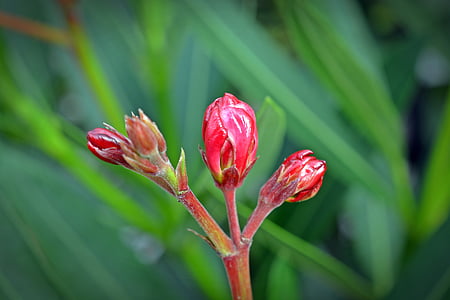 oleander, bud, flower, close, nature