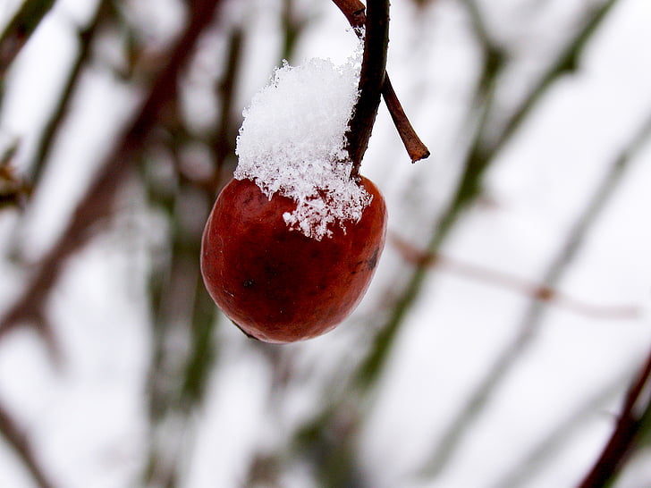 Berry, Červené ovoce, Bush, větev, červená, sníh, Zimní