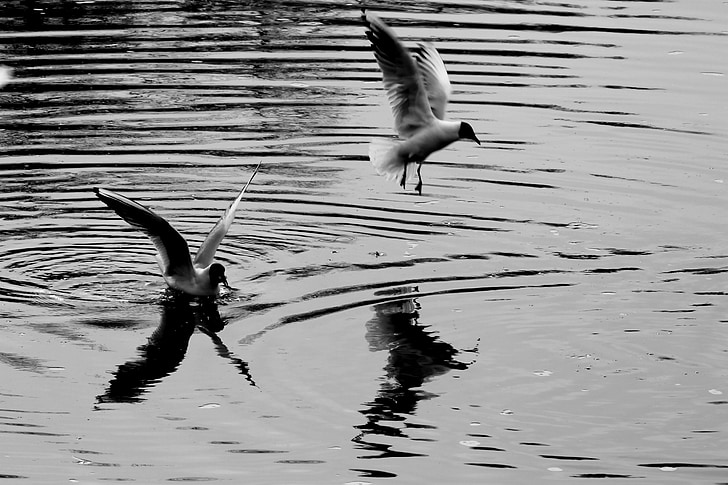 the seagull, bird, water, nature, gulls, black, white