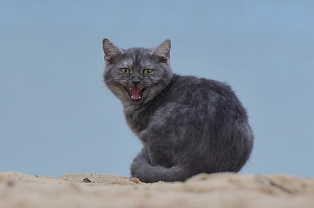 gato, praia, gato jovem